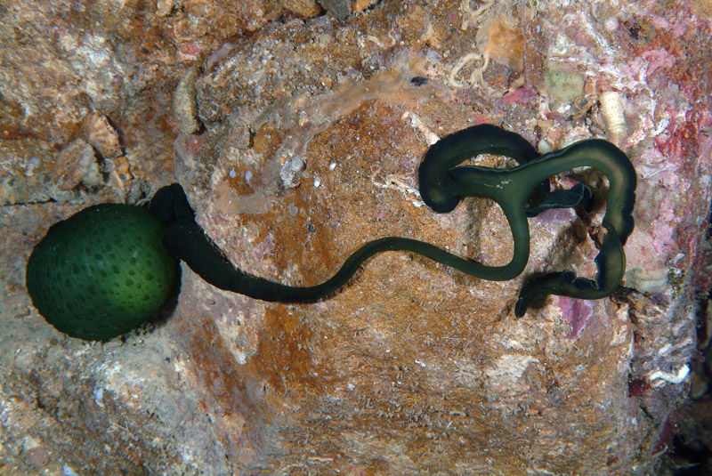 Bonellia viridis